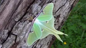 Motýli housenky Martináč měsíčitý Actias luna