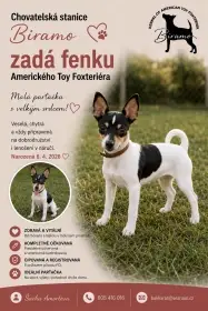 Americký Toy Foxteriér