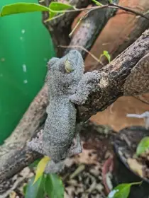 Uroplatus sikorae MDA 10,10 - dovezu na ŽE 5.9.