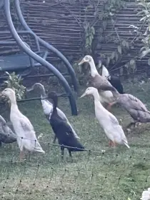 Indiáni mlaďoši