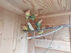 Agapornis růžohrdlý