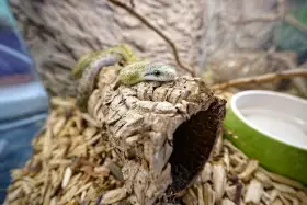 Mládě užovky japonské (Elaphe climacophora)