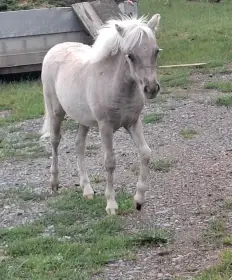 Minihorse klisnička