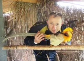 Bažant zlatožlutý