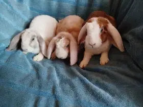 Nabízím zakrslé králíčky- beránky rex(3,5 měsíce)
