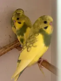 Měsíc stará mláďata