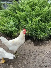 Kohouti leghorn
