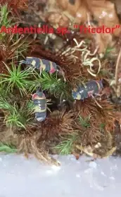 Isopody Ardentiella (ex Merulanella) - velký doprodej
