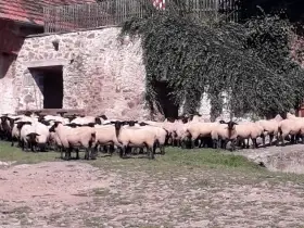 Jehnice a beránci suffolk