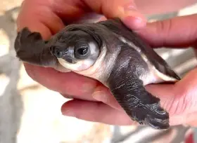 Captive-Bred Pig-Nosed Turtles (Carettochelys insculpta) — Europe