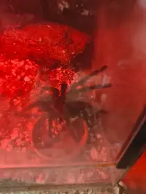 terarium 30/30/20 + lasiodora parahybana