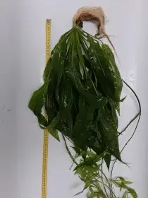 Amazonka