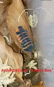 Isopody Ardentiella (ex Merulanella) - velký doprodej