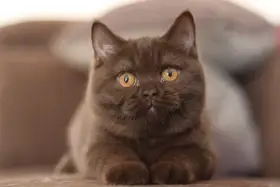 Brirská koťátka s PP
