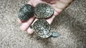 Chelodina reimanni dlouhokrčky