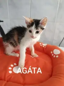 Koťátka z útulku hledají domovy