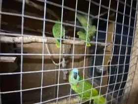 Letošní mláďata
