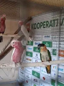 Amazonek černotemenný