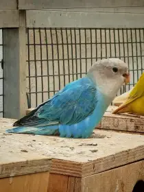 Agapornis růžohrdlý 2026