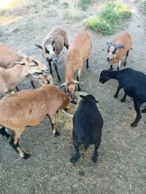 Prodám ovečky i beránky