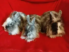 Nabízím zakrslé králíčky- teddy-stáří 4 měsíce