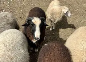 Daruji 3ks skopového