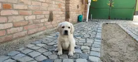 Labradorský retriever s PP