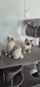 Ragdoll
