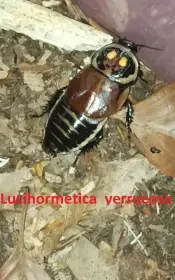 Okrasné druhy švábů (nabídku průběžně aktualizuji)
