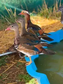 3 letošní kačeři