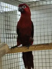 Pseudeos cardinalis