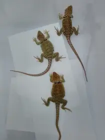 Leguánek obojkový -crotaphytus collaris
