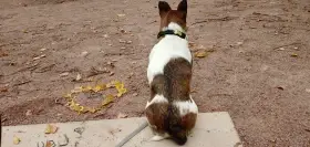 Fenka v typu Jack Russell teriéra
