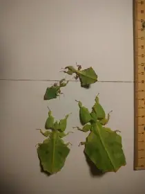 Phyllium giganteum