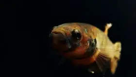 Betta Ocellata samec
