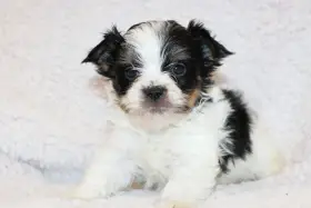 Biewer terrier s PP FCI
