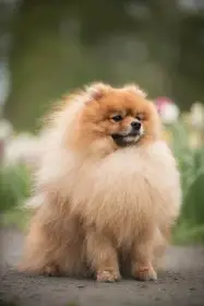 Německý špic malý - fenky s PP