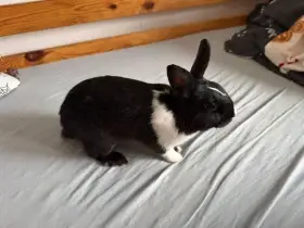 Zakrslý králík