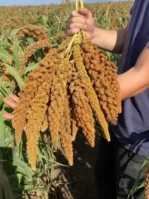 Senegalské proso z jižní Moravy