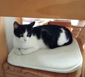 Kočička Lucinka hledá nový domov
