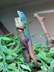 1.1 Anolis Grahami Adult