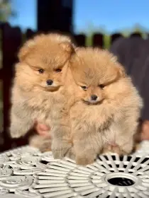 Pomeranian