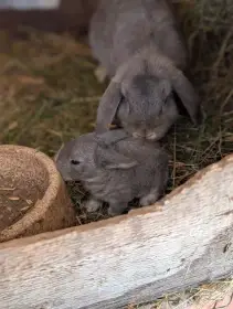 Zakrslý beran divoce modrý (perlový)