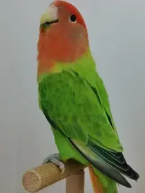 Agapornis