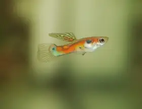 Poecilia reticulata Rio Tefé