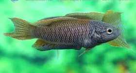 Macropodus erythropterus