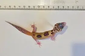 Prodávám mláďata gekončika nočního různého věku s různými morfamy