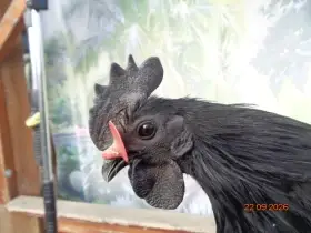 Ayam cemani