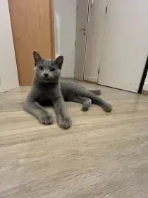 Nabízím k adopci kocourka