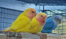 Agapornis růžohrdlý 2026